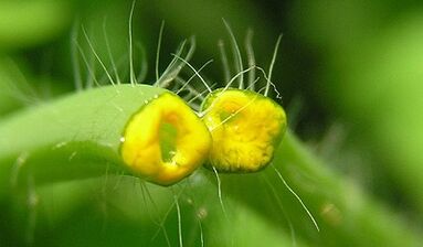 Kaip atsikratyti papilomų su celandine